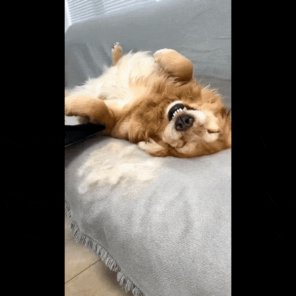 FurFree - Mănușa Magică pentru îndepărtarea părului de animale